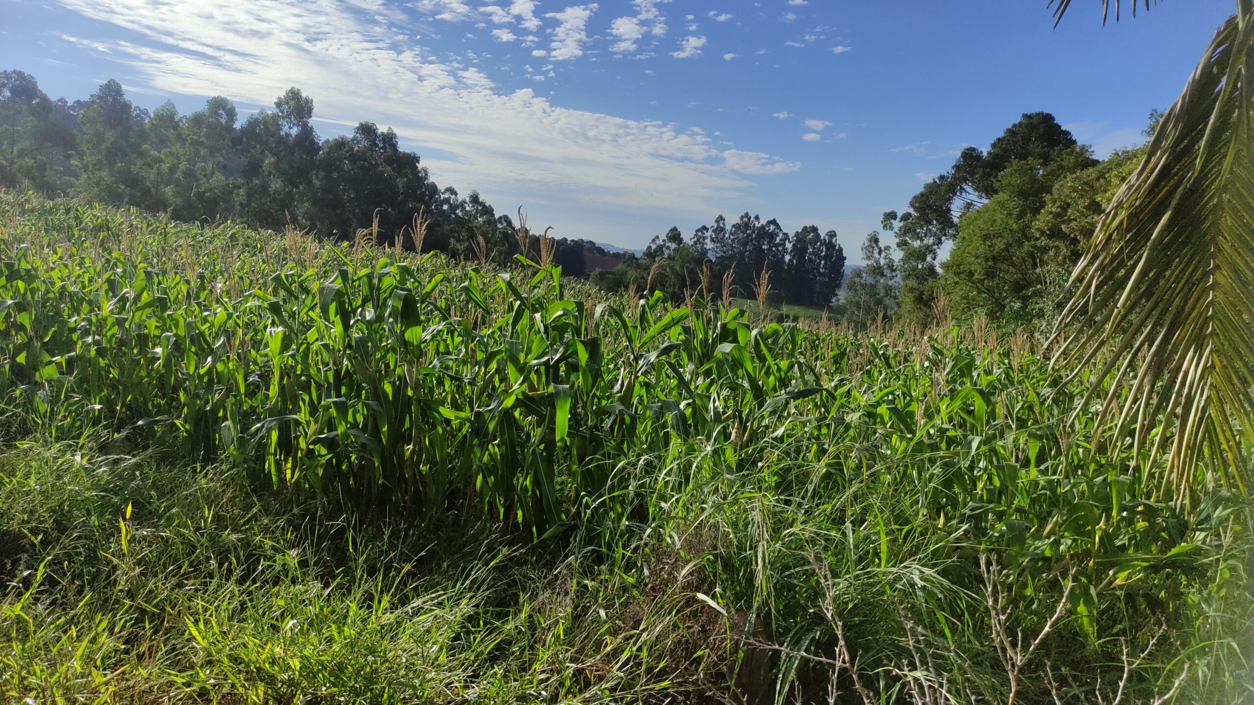 🌿 O Refúgio Perfeito entre a Produtividade e a Natureza em Rio Antinhas