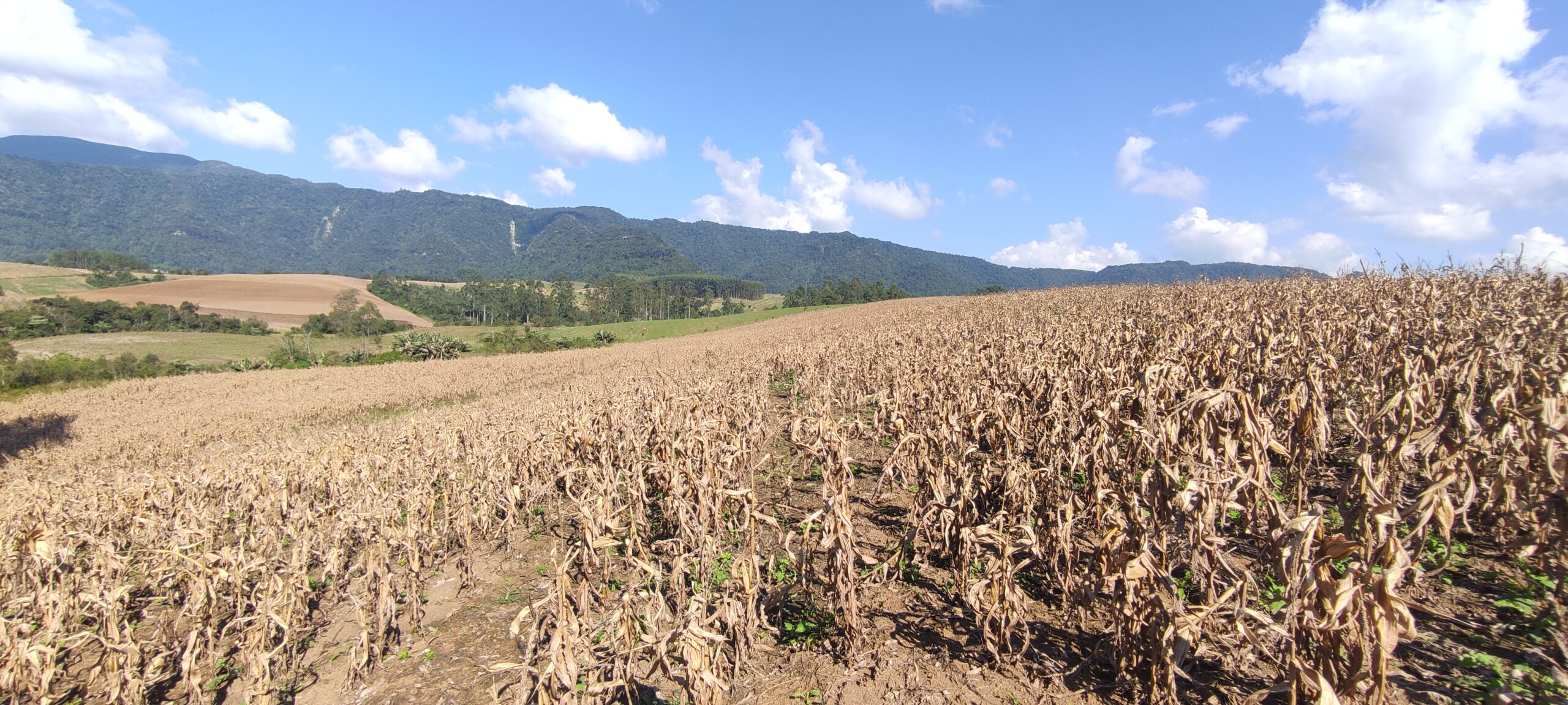 Terreno de Plantio em Petrolândia Santa Catarina