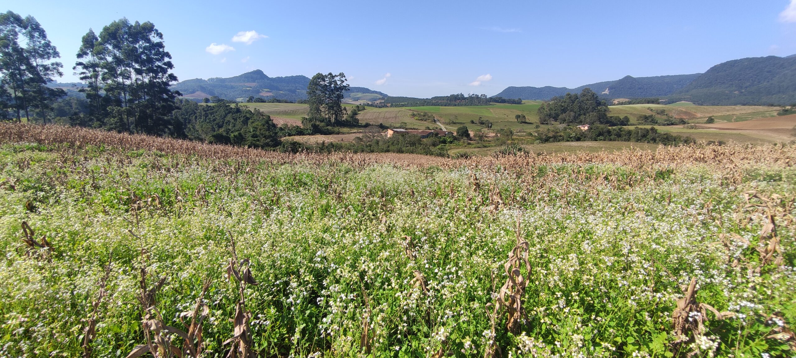 Terreno de Plantio em Petrolândia Santa Catarina