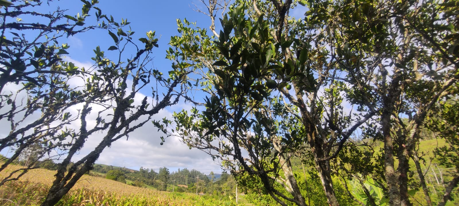 CHÁCARA EM BARRA NOVA: ESTRUTURA PRONTA E VALORIZAÇÃO GARANTIDA!